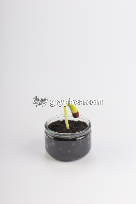 Germination de la graine de Haricot - Haricot en terre - t = 7 jours - gryphea.org